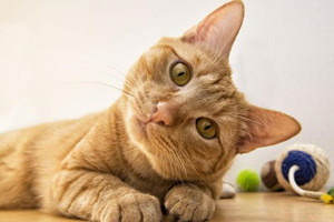 什么属相不能养猫？哪些属相养猫最好？