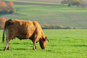 生肖牛几月份出生最好 生肖牛是什么命