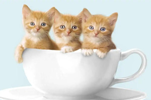 梦见猫是什么预兆？梦见猫是好兆头吗？