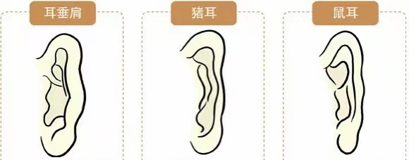 垂肩耳猪耳鼠耳